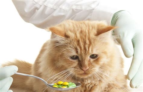 kediler için iç dış parazit ilacı
